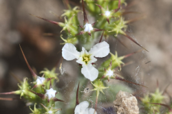 Straight-awned spineflower (Chorizanthe rectispina) inflorescence, San Luis Obispo County, April 26, 2013. Photo © 2013 Chris Winchell. Straight-awned spineflower (Chorizanthe rectispina) inflorescence, San Luis Obispo County, April 26, 2013. Photo © 2013 Chris Winchell.